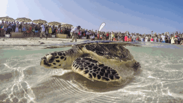 Photo: Sea turtle conservation project ripples into ecological and awareness gains across the region
